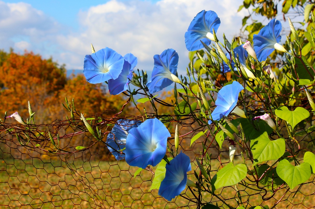 Fall Flowers at Olana State Historic Site in Hudson, New York